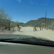 Cactus gate : Baja2011